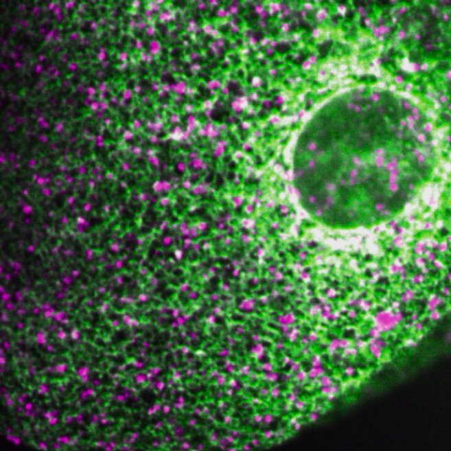 Image of endoplasmic reticulum