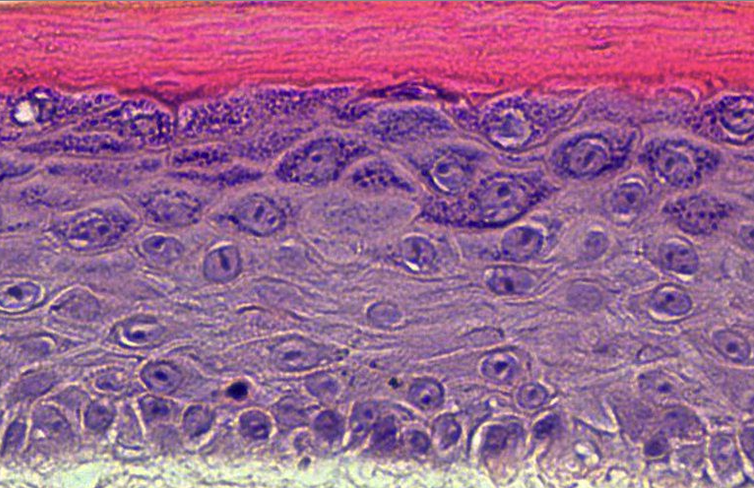A close up view of a cell cross section.