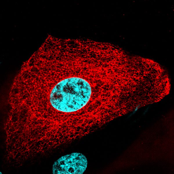 Cells