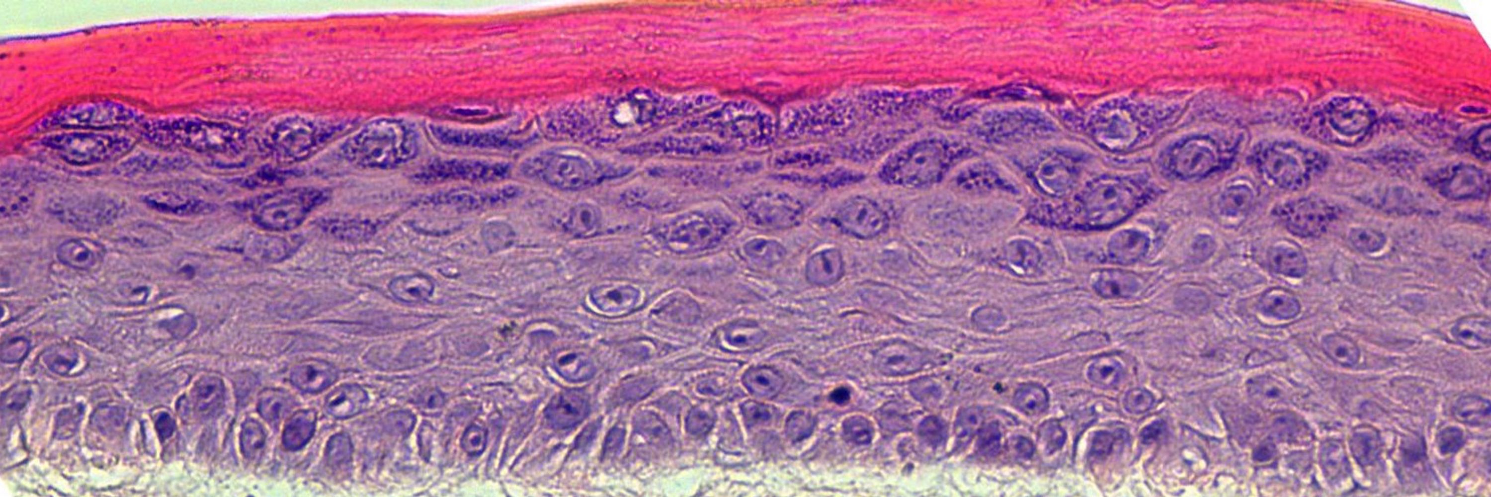 Cross section of cells