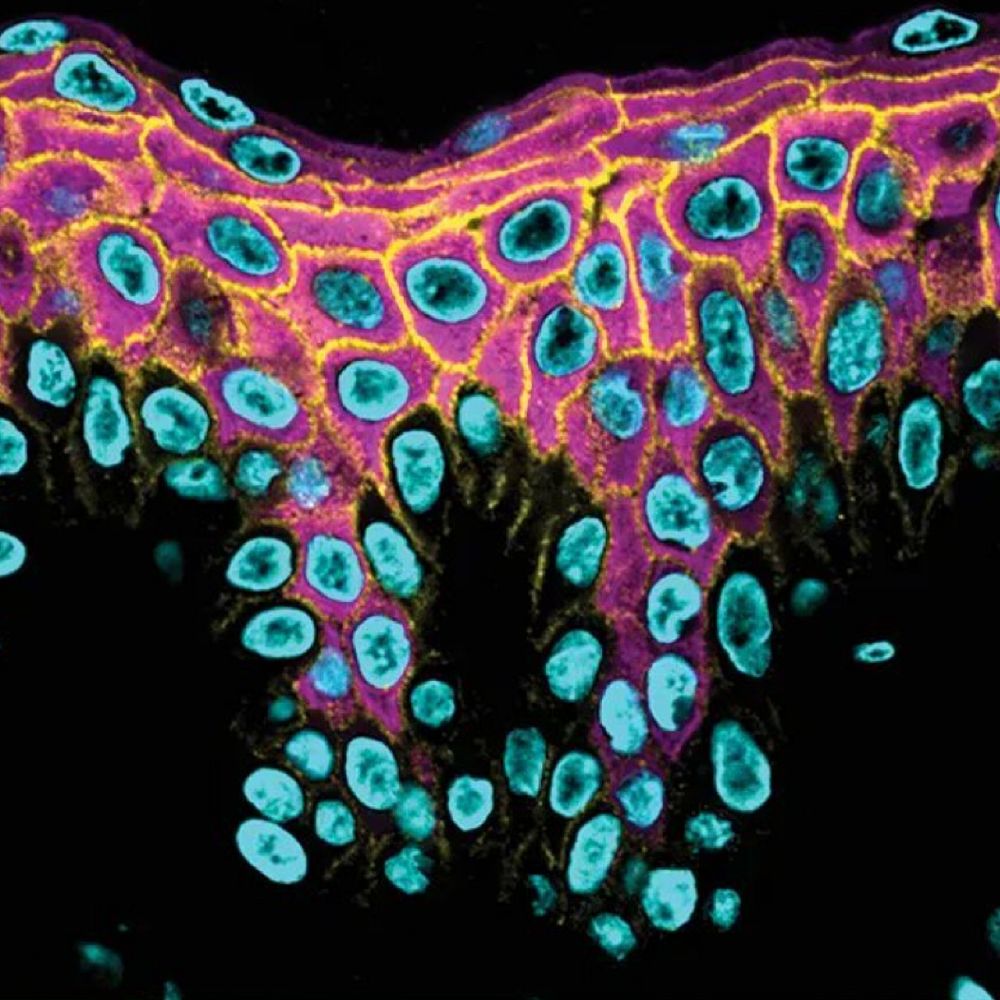 Cells