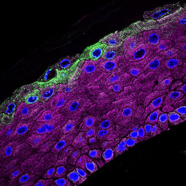 Cells