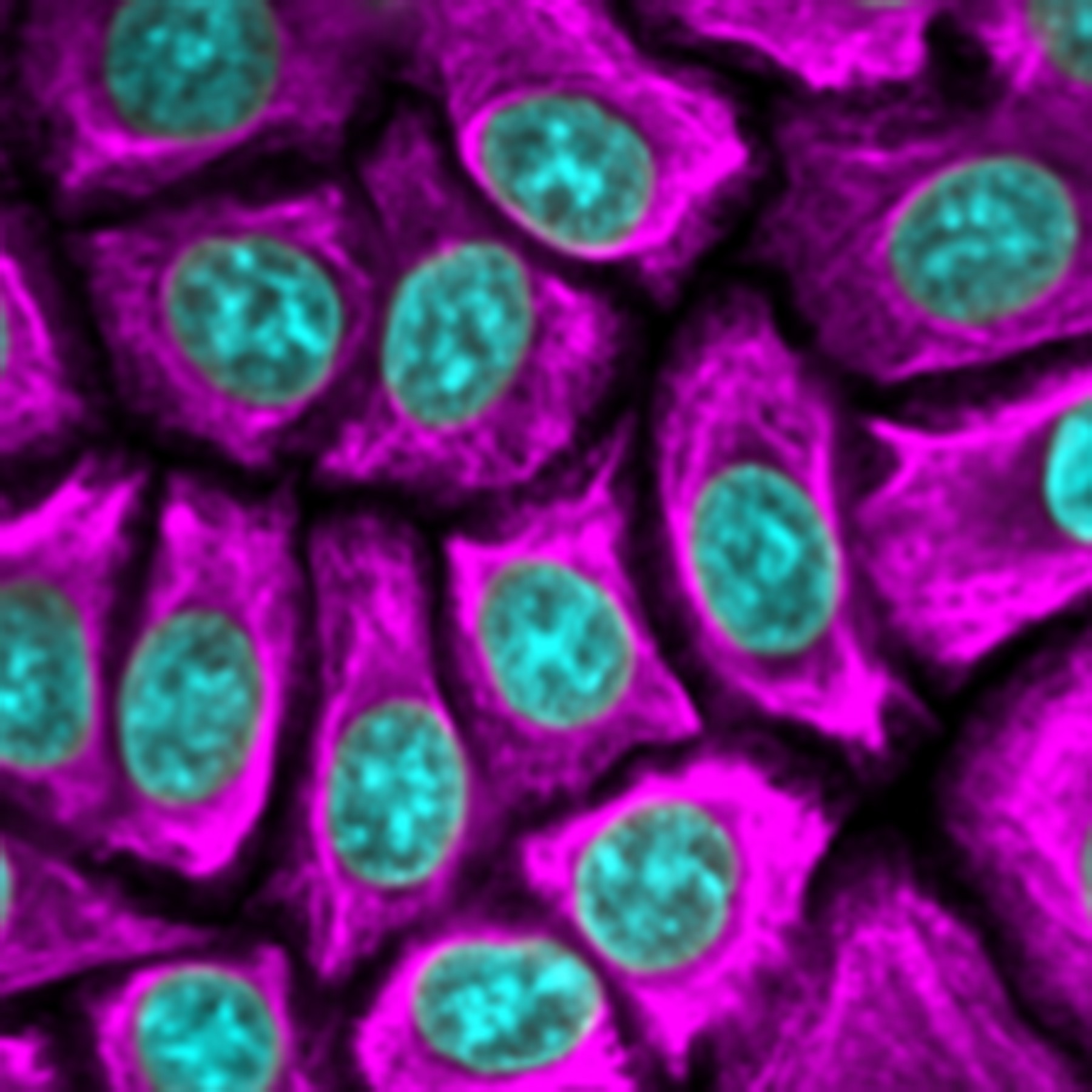 Keratinocyte image