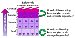 Epidermis Diagram