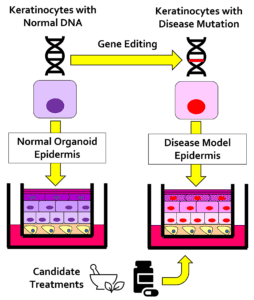 Gene Editing in Skin